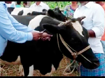 कृषि विवि में पशुओं का नि:शुल्क टीकाकरण