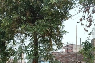 योगी जी ग्रीन ब्लैट पर हो रहा कब्जा