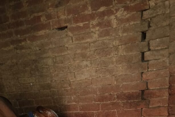 गाय ने जन्मे जुड़वां