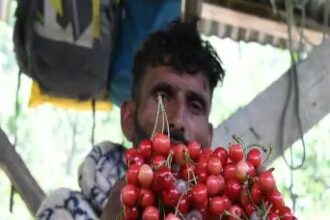 चेरी है ग्राहक नहीं किसान परेशान