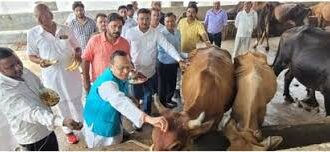 शारदा पहुंचे कान्हा गोशाला