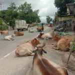 कैंट के छुट्टा गोवंश का कुछ तो करो सरकार