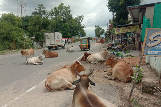 कैंट के छुट्टा गोवंश का कुछ तो करो सरकार
