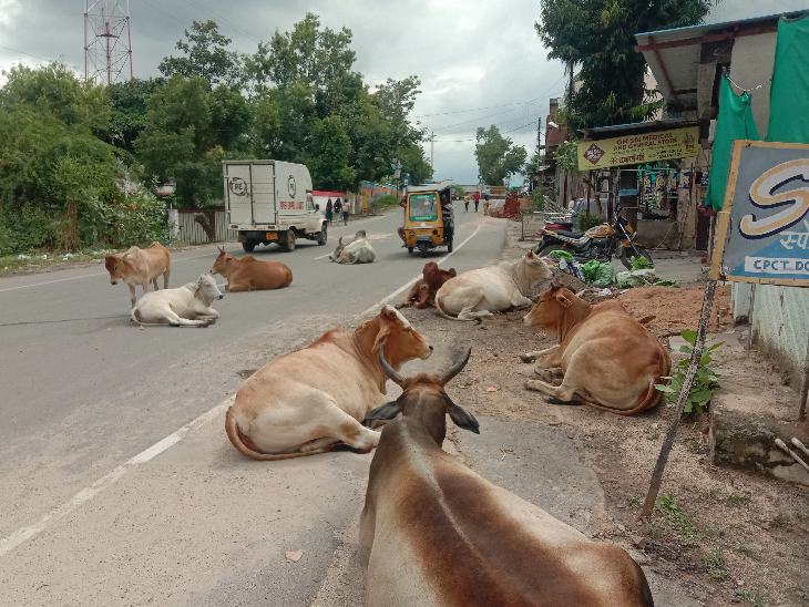कैंट के छुट्टा गोवंश का कुछ तो करो सरकार