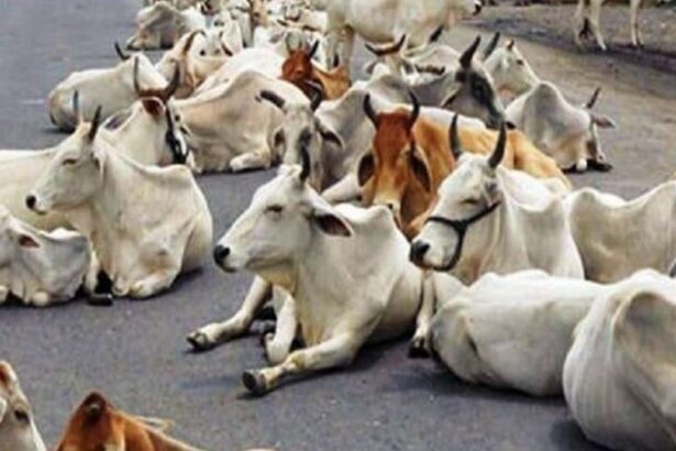 कैंट में नजर नहीं आएंगे छुट्टा पशु