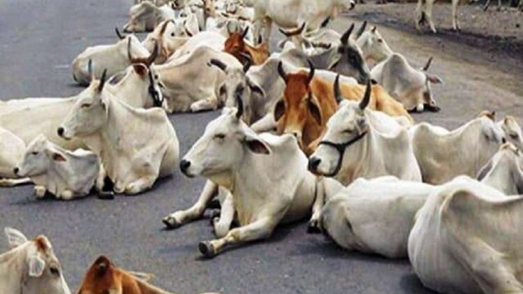 कैंट में नजर नहीं आएंगे छुट्टा पशु