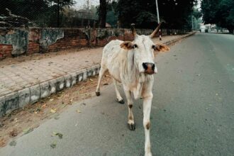 कैंट बोर्ड ने तैनात किए सड़कों पर लठैत