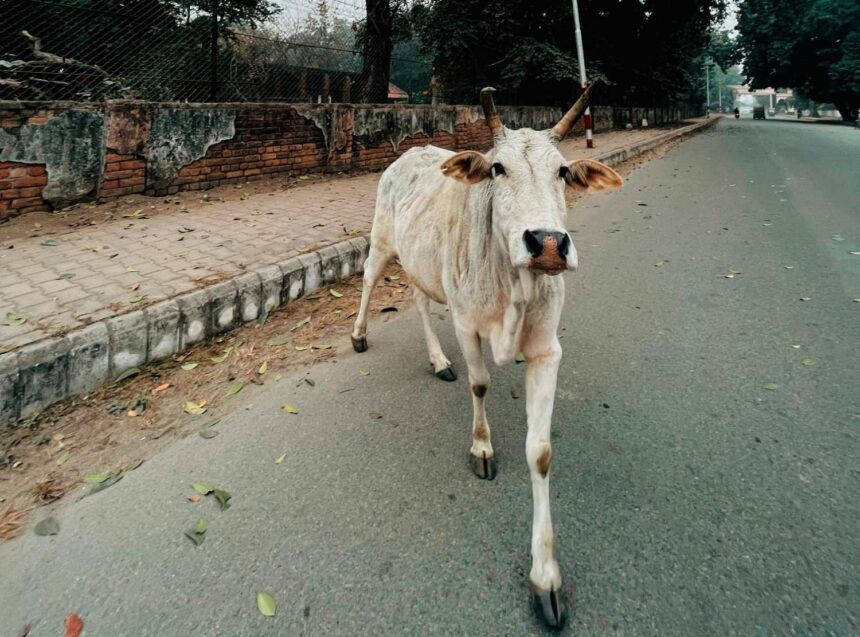 कैंट बोर्ड ने तैनात किए सड़कों पर लठैत