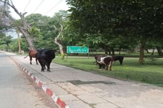 बरकरार होगा माल रोड का पुराना रूतबा