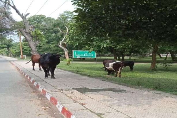 बरकरार होगा माल रोड का पुराना रूतबा