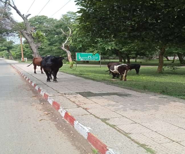 बरकरार होगा माल रोड का पुराना रूतबा