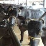 चोरी-चोरी चुपके-चुपके लौट आयीं फिर से