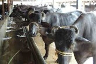 चोरी-चोरी चुपके-चुपके लौट आयीं फिर से