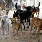 निगम ने किया शहर कुत्तों के हवाले