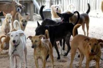 निगम ने किया शहर कुत्तों के हवाले
