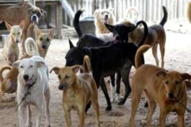 निगम ने किया शहर कुत्तों के हवाले