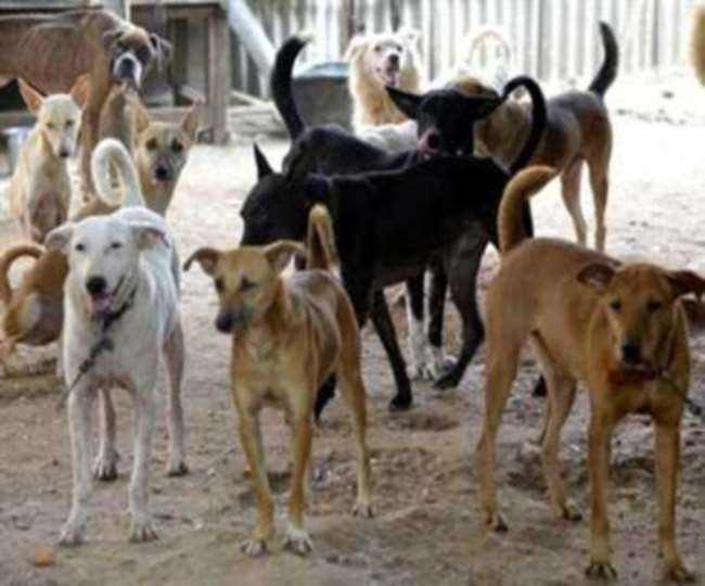 निगम ने किया शहर कुत्तों के हवाले
